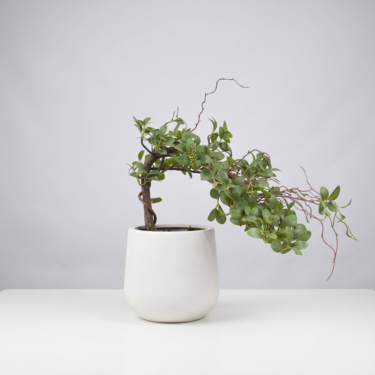 Zen Harmony™ – Large Bonsai Tree