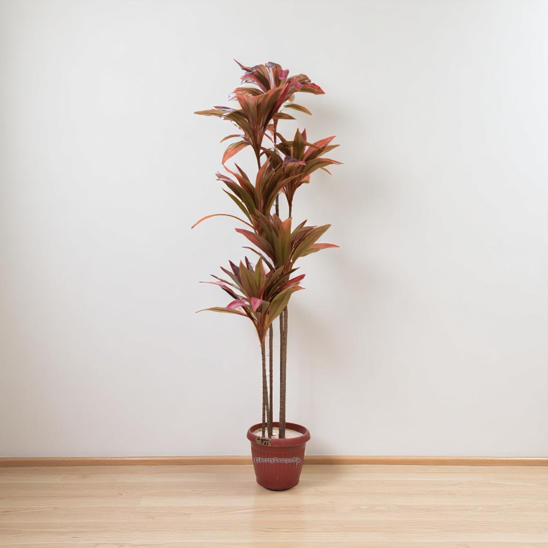Crimson Edge – Red Dracaena Decorative Plant (6 Feet)