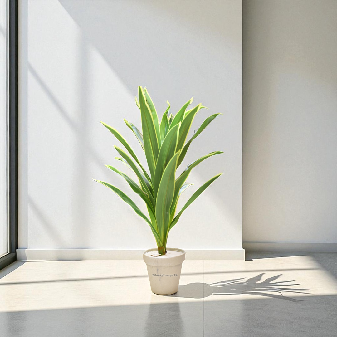 Crimson Charm – Dracaena Artificial Plant with Planter (Single)