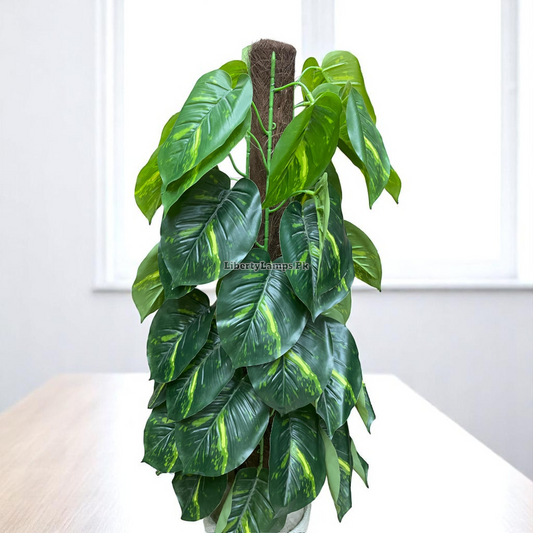 🌿 Money Bail Plant (Height: 4 Feet)