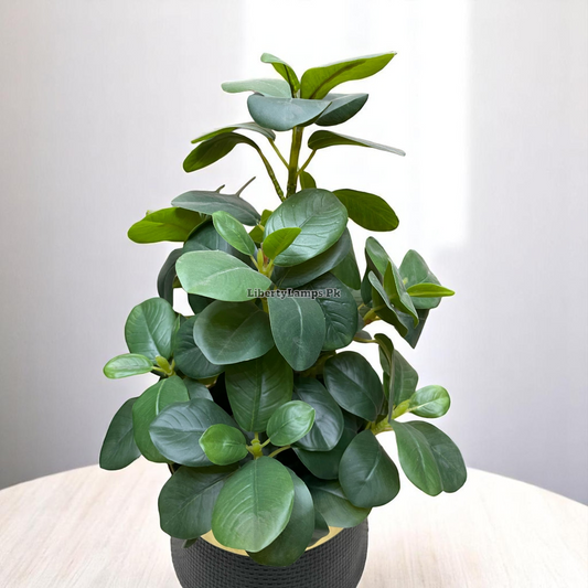 ð Orange Leaf Plant with Black Stripe Pot (Height: 14 Inch)