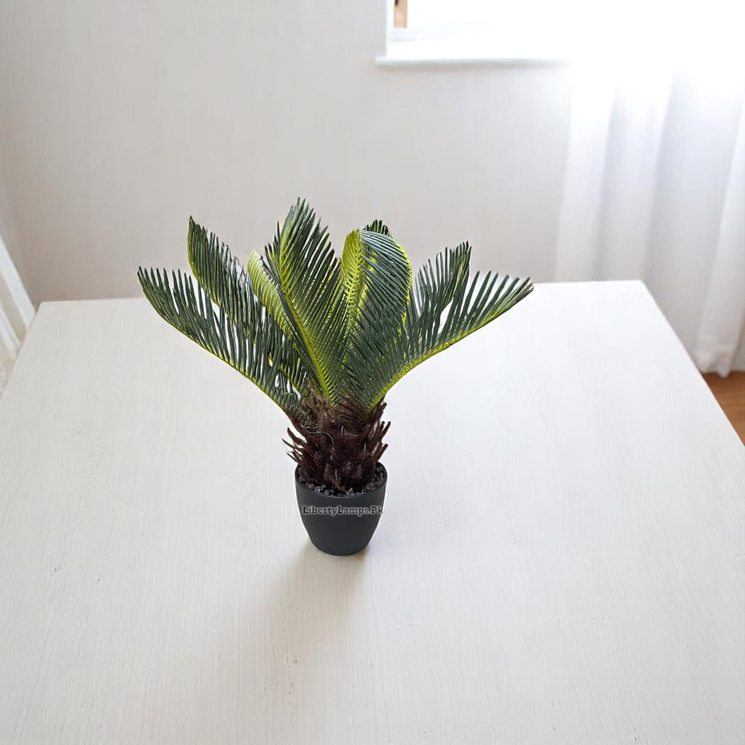 🌿 Small Kangi Palm Plant (Height: 12 Inch)