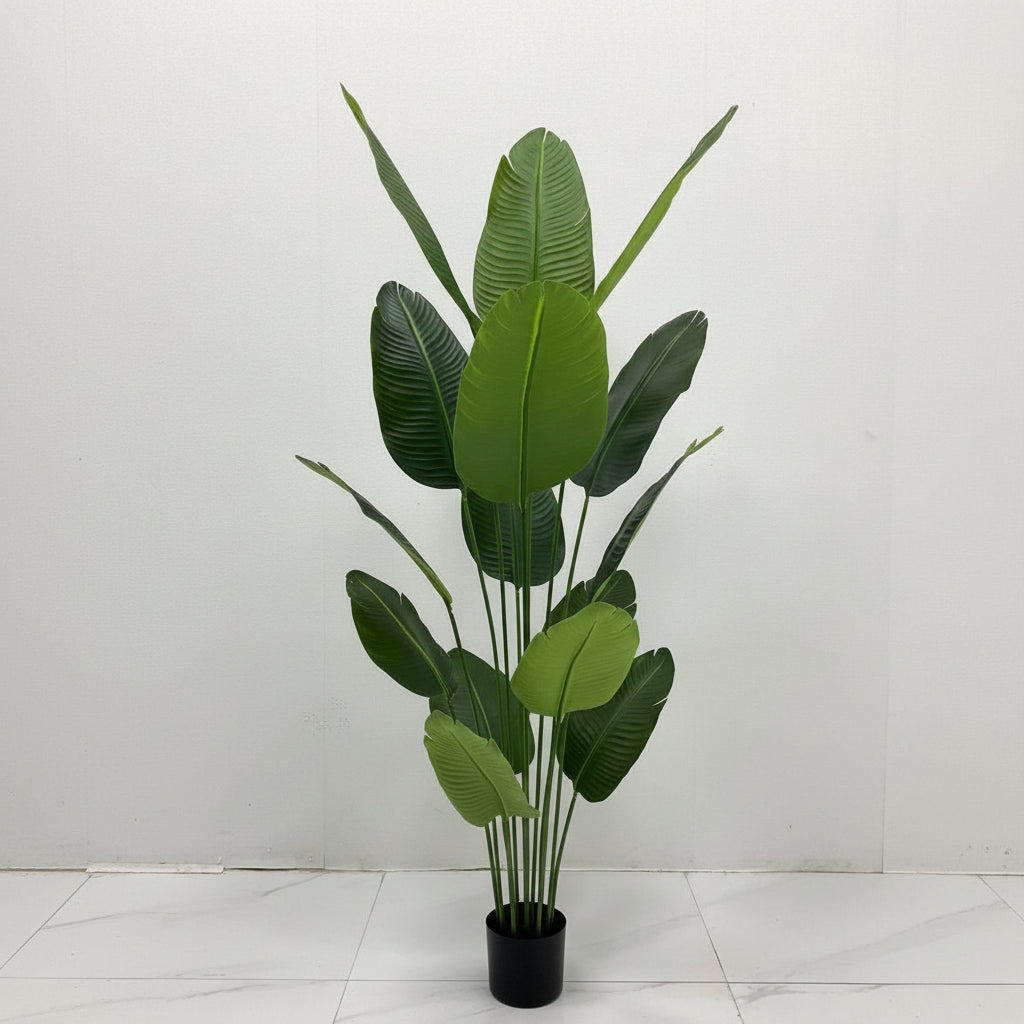 Tropical Majesty™ – 15-Leaf Banana Plant