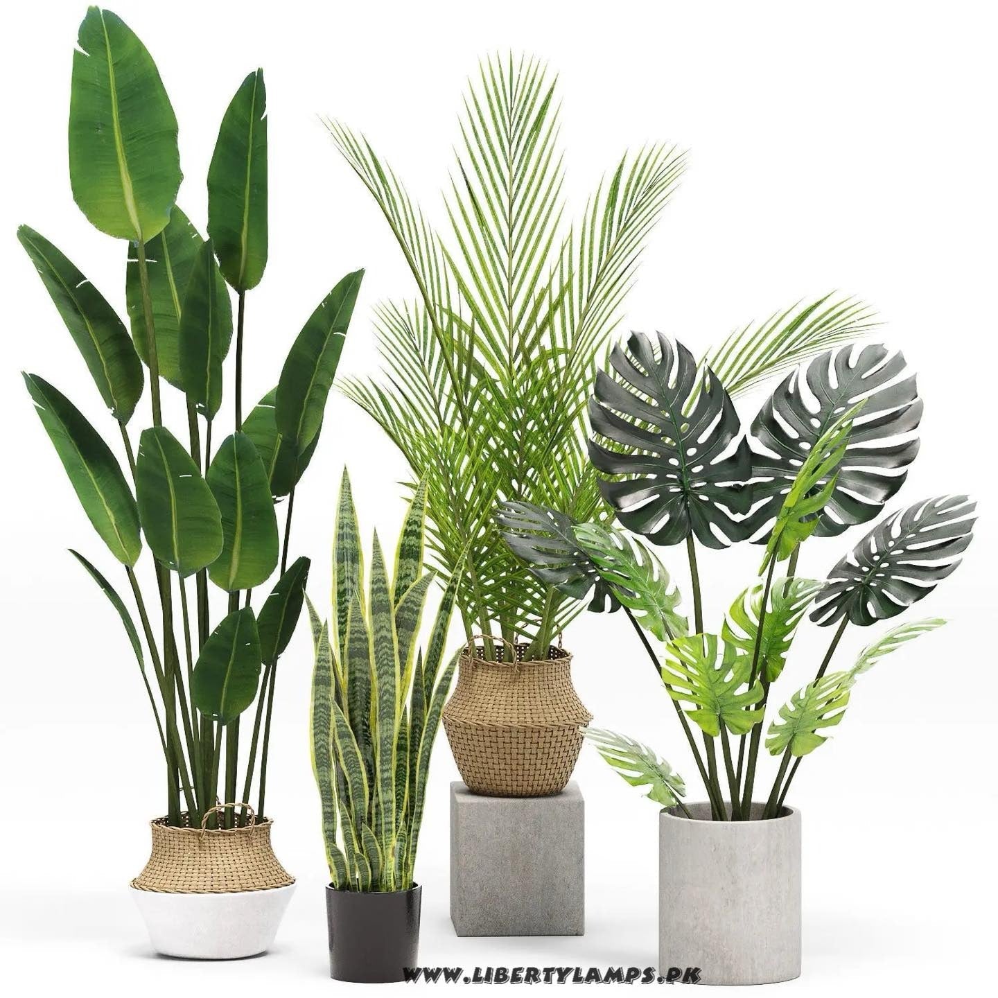 All Plants / Flowers