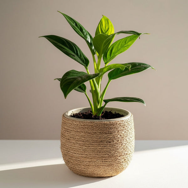All Plants / Flowers