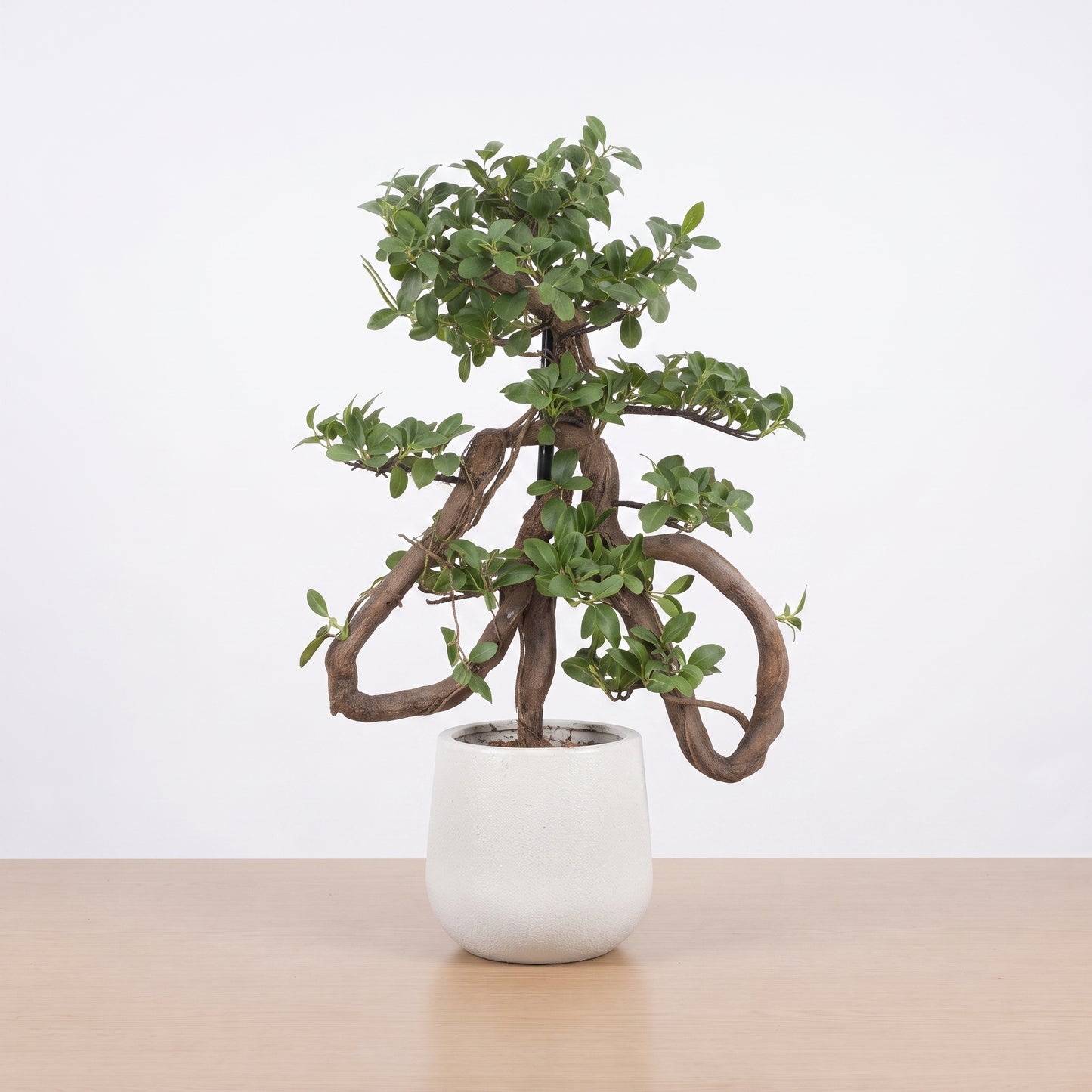 Evergreen Majesty™ – Large Bonsai Tree
