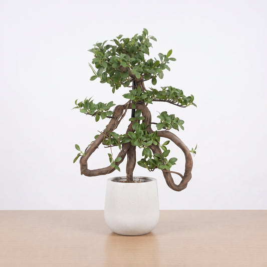 Evergreen Majesty™ – Large Bonsai Tree