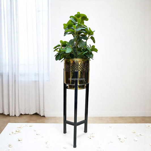 🍊 Orange Leaf Plant with Black Stripe Pot (Height: 36 Inch)