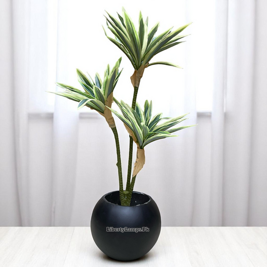 🌿 Song of India Plant in Matte Black Pot (Height: 20 Inch)