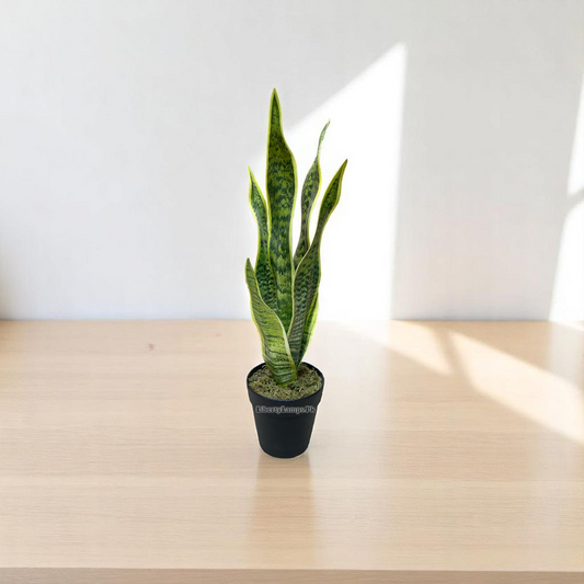 🌿 Snake Plant in Decorative Pot (Height: 1 Feet)