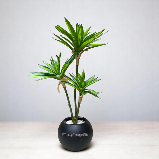 🌿 Song of India Plant (Height: 18 Inch)