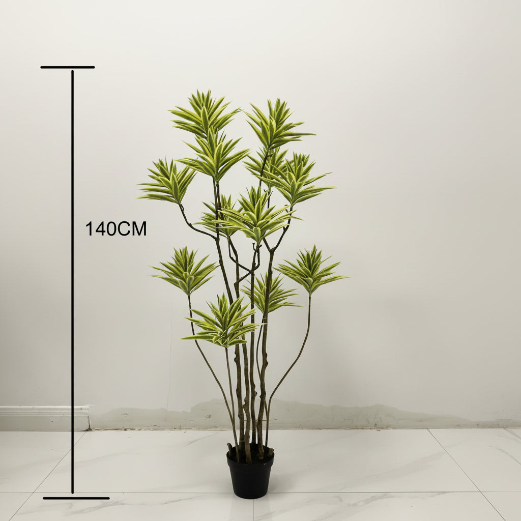Tropical Harmony™ – Song of India Decorative Plant