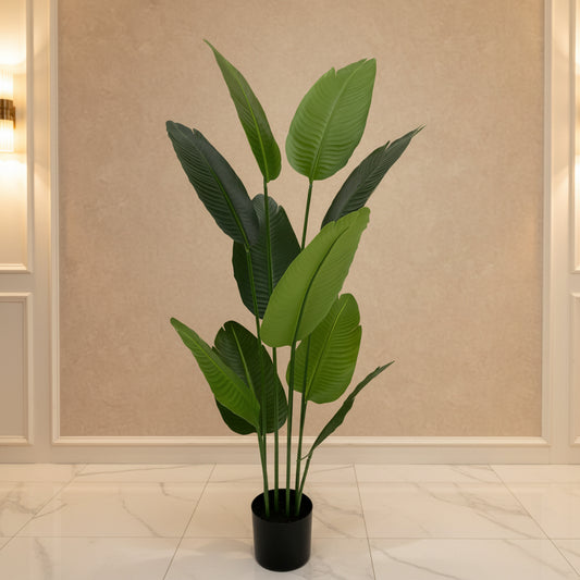 Tropical Grace™ – 10-Leaf Banana Plant