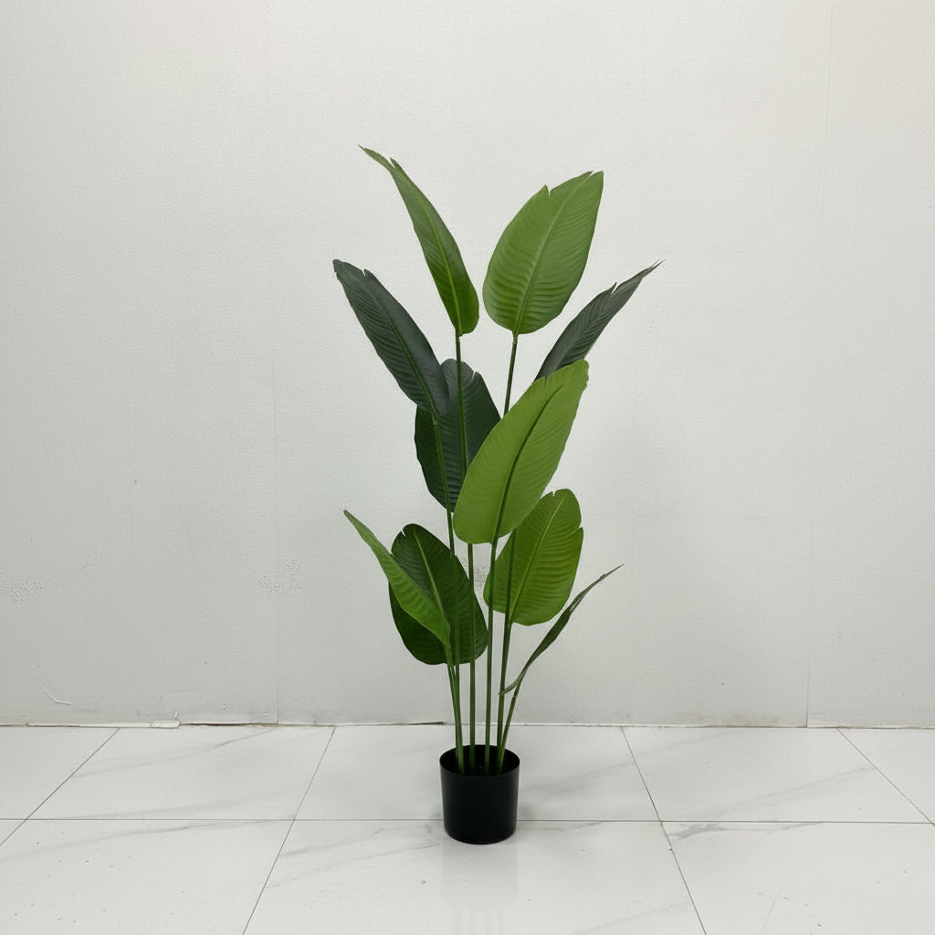 Tropical Charm™ – 8-Leaf Banana Plant