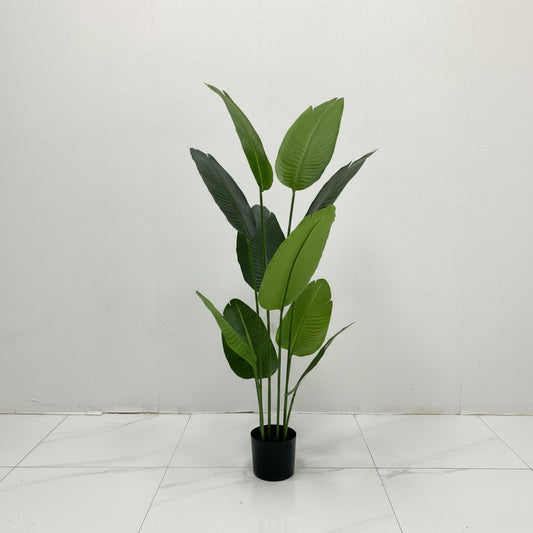 Tropical Charm™ – 8-Leaf Banana Plant