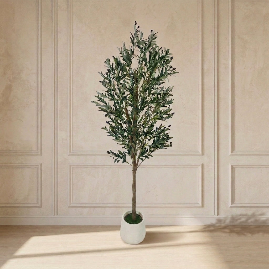 X-Large Zaitoon Plant