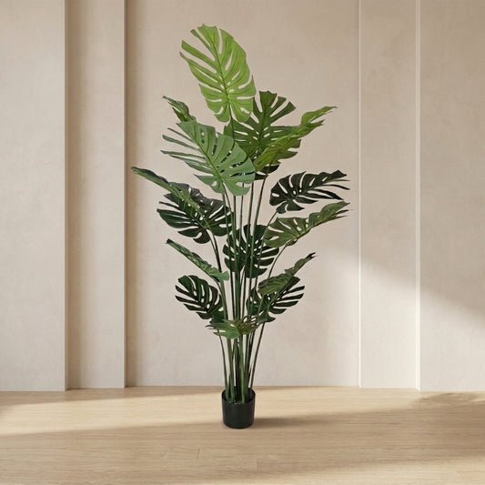 Monstera Plant – 16 Leaves