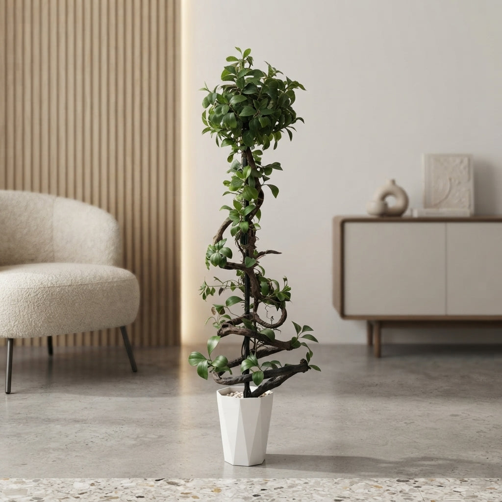 Large Bonsai Plant – 6 Feet
