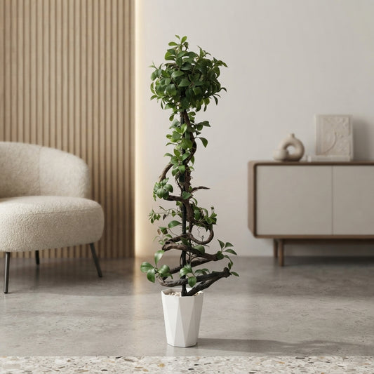Large Bonsai Plant – 6 Feet